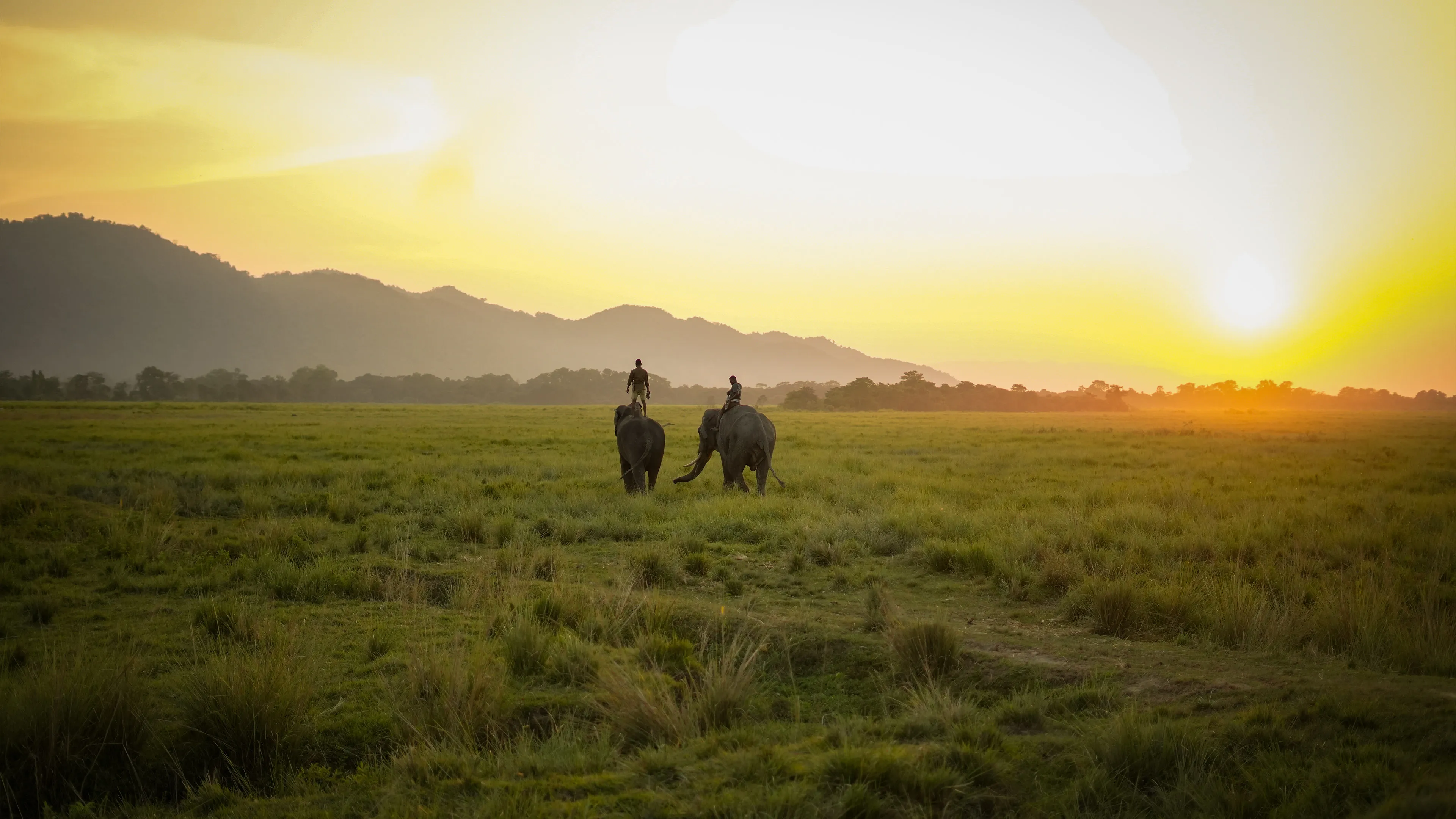 Kaziranga National Park