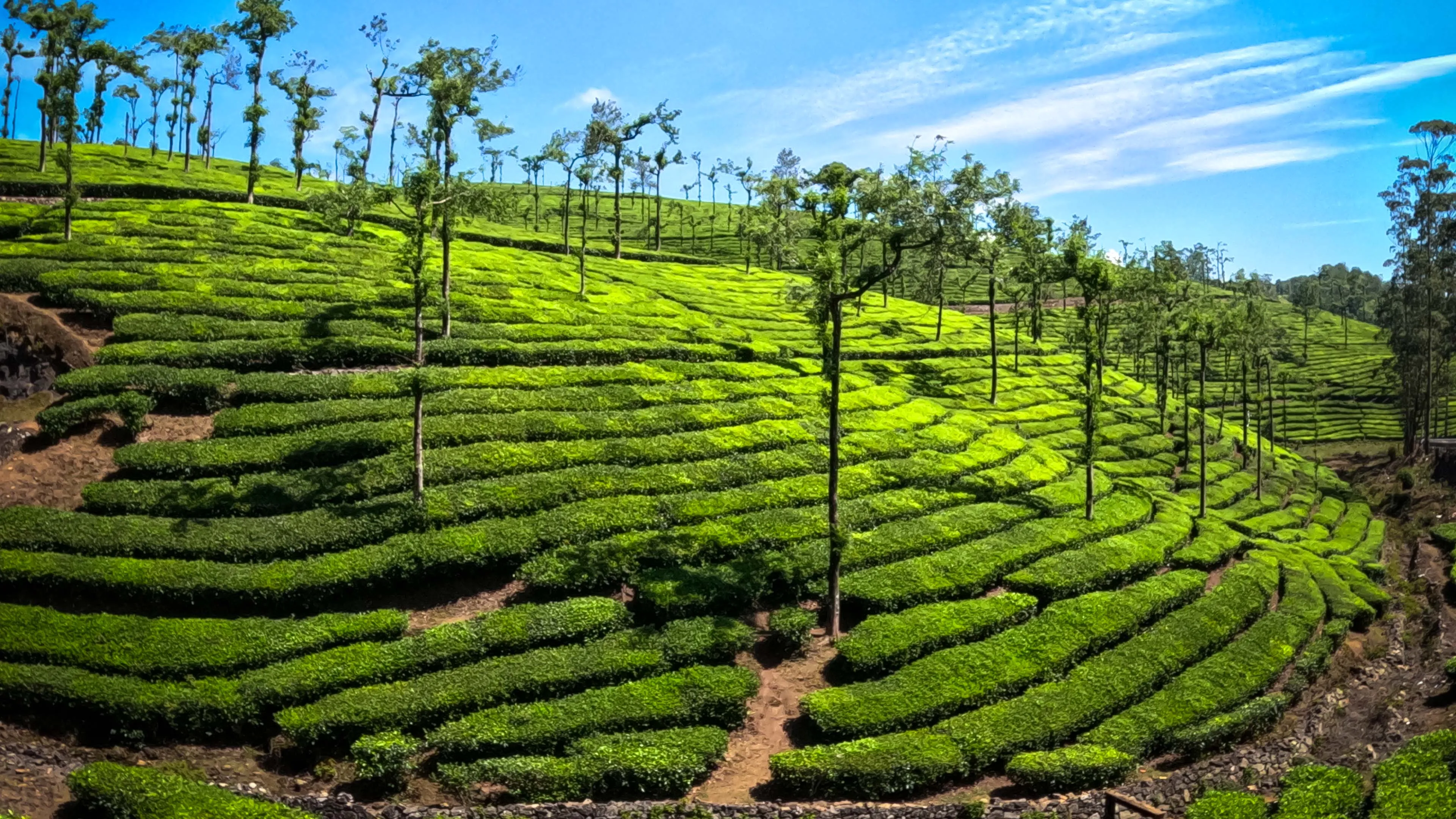 Tea Gardens in Kerala